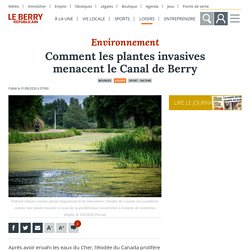 Comment les algues invasives menacent le Canal de Berry - Bourges (18000)