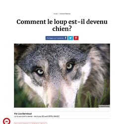 Comment le loup est-il devenu chien?