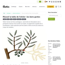Quand et comment tailler l'olivier : matériel et conseils