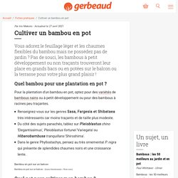 Comment planter et cultiver un bambou en pot ?
