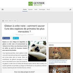 Gibbon à crête noire : comment sauver l'une des espèces de primates les plus menacées ?