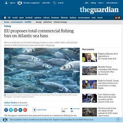 EU proposes total commercial fishing ban on Atlantic sea bass