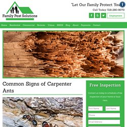 Common Signs of Carpenter Ants
