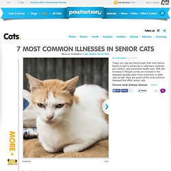 7 Most Common Illnesses in Senior Cats