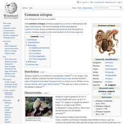 Common octopus - Wikipedia