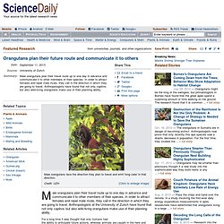 Orangutans plan their future route and communicate it to others