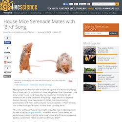 House Mice Serenade Mates with 'Bird' Song