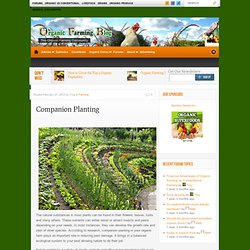 Organic Farming Blog