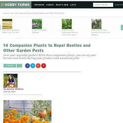 14 Companion Plants to Repel Beetles and Other Garden Pests