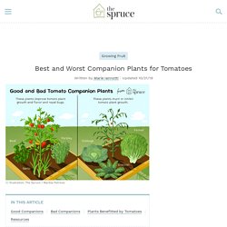 Best and Worst Companion Plants for Tomatoes