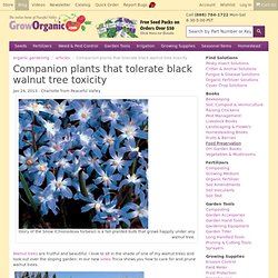 Companion plants that tolerate black walnut tree toxicity