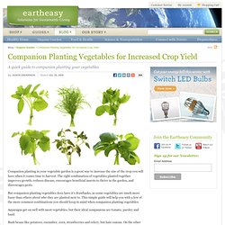 Blog » Companion Planting Vegetables for Increased Crop Yield