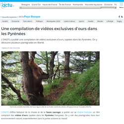 Une compilation de vidéos exclusives d'ours dans les Pyrénées