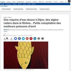 Des requins d’eau douce à Dijon, des aigles-radars dans le Rhône... Petite compilation des meilleurs poissons d'avril