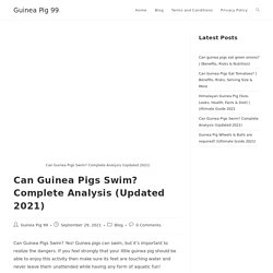 Can Guinea Pigs Swim? Complete Analysis