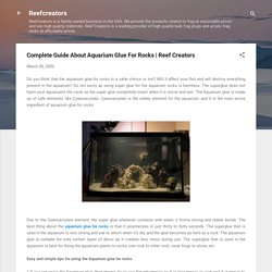 Complete Guide About Aquarium Glue For Rocks