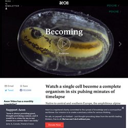 Watch a single cell become a complete organism in six pulsing minutes of timelapse