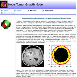 Novel Tumor Growth Model