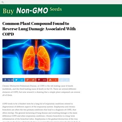 Common Plant Compound Found to Reverse Lung Damage Associated With COPD