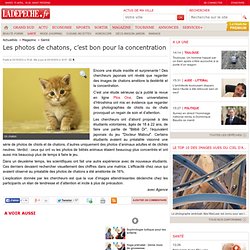 Les photos de chatons, c’est bon pour la concentration - Santé