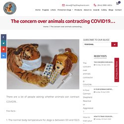 The concern over animals contracting COVID19...