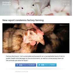 New Report Condemns Factory Farming