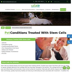 Best Stem Cell Therapy treatment for pet at affordable Price in League, TX