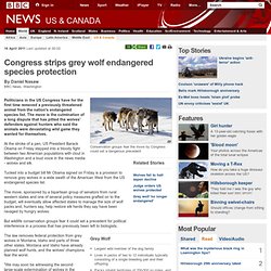 Congress strips grey wolf endangered species protection