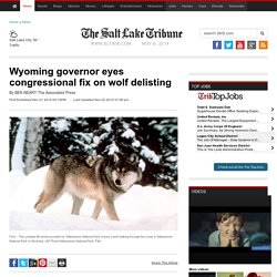 Wyoming governor eyes congressional fix on wolf delisting