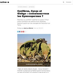 Conifères, Cycas et Ginkgo : connaissez-vous les Gymnospermes ?