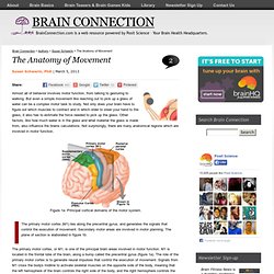 BrainConnection.com - The Anatomy of Movement