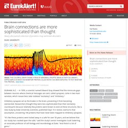 Brain connections are more sophisticated than thought