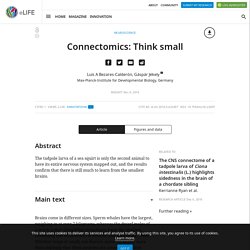 Connectomics: Think small