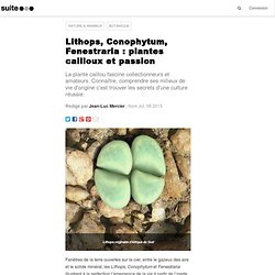 Lithops, Conophytum, Fenestraria : plantes cailloux et passion