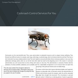 Cockroach Control Services For YouConquer Pest Management