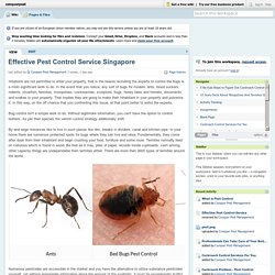 Cockroach Control Services For You