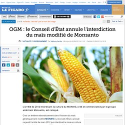 OGM : le Conseil d'État annule l'interdiction du maïs modifié de Monsanto