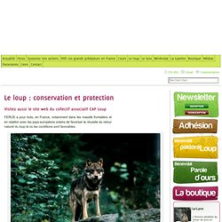 Le loup : conservation et protection