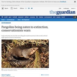 Pangolins being eaten to extinction, conservationists warn