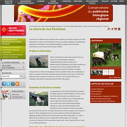 Conservatoire du patrimoine biologique régional - La chèvre de race Pyrénéene