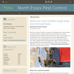 What you must consider to get wasp nest removal Essex - North Essex Pest Control : powered by Doodlekit
