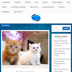 Things To Consider Before Searching For Kittens For Sale