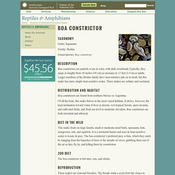 Boa Constrictor Fact Sheet