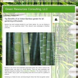 Top Benefits of an indoor Bamboo garden for all gardening enthusiasts