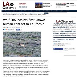 Wolf OR7 has his first known human contact in California