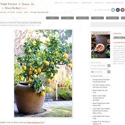 How to grow lemon fruit trees in containers