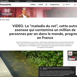 FRANCE 2 28/05/20 VIDEO. La "maladie du rat", cette autre zoonose qui contamine un million de personnes par an dans le monde, progresse en France