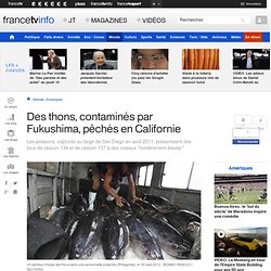 Des thons, contaminés par Fukushima, pêchés en Californie