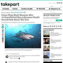 Shark Attack Reunion Island - Will France Continue With Its Planned Shark Massacre?
