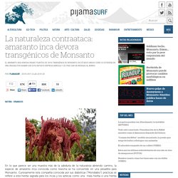La naturaleza contraataca: amaranto inca devora transgénicos de Monsanto